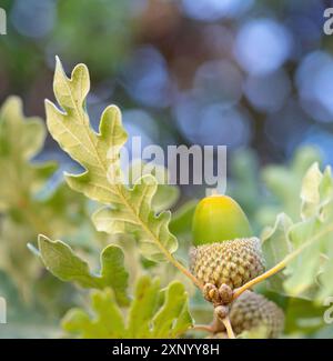 Korkeiche (Quercus suber), Eichel, Vogelbeobachtung Villuercas, Canamero, Extremadura / Caceres, Spanien Stockfoto