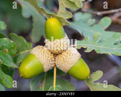 Korkeiche (Quercus suber), Eichel, Vogelbeobachtung Villuercas, Canamero, Extremadura / Caceres, Spanien Stockfoto