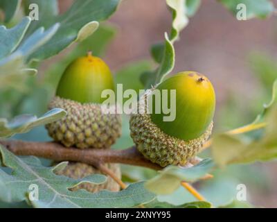 Korkeiche (Quercus suber), Eichel, Vogelbeobachtung Villuercas, Canamero, Extremadura / Caceres, Spanien Stockfoto