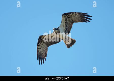 Fischadler im Flug DEU, Deutschland, Kreien: Das Bild zeigt einen Fischadler im Flug vor einem klaren blauen Himmel. Der Vogel hat ausgebreitete Flügel und ist in voller Pracht zu sehen, wobei seine markanten Federmuster und scharfen Augen deutlich sichtbar sind. Kreien Mecklenburg-Vorpommern Deutschland *** Osprey im Flug DEU, Deutschland, Kreien das Bild zeigt einen Osprey im Flug vor einem klaren blauen Himmel der Vogel hat ausgestreckte Flügel und ist in voller Pracht zu sehen, mit seinen markanten Federmustern und scharfen Augen deutlich sichtbar Kreien Mecklenburg Vorpommern Deutschland Stockfoto