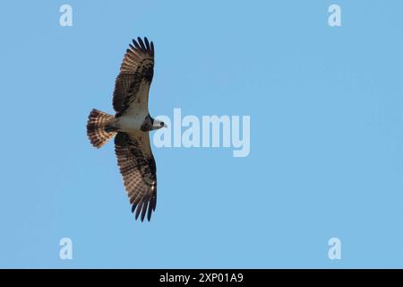 Fischadler im Flug DEU, Deutschland, Kreien: Das Bild zeigt einen Fischadler im Flug vor einem klaren blauen Himmel. Der Vogel hat ausgebreitete Flügel und ist in voller Pracht zu sehen, wobei seine markanten Federmuster und scharfen Augen deutlich sichtbar sind. Kreien Mecklenburg-Vorpommern Deutschland *** Osprey im Flug DEU, Deutschland, Kreien das Bild zeigt einen Osprey im Flug vor einem klaren blauen Himmel der Vogel hat ausgestreckte Flügel und ist in voller Pracht zu sehen, mit seinen markanten Federmustern und scharfen Augen deutlich sichtbar Kreien Mecklenburg Vorpommern Deutschland Stockfoto
