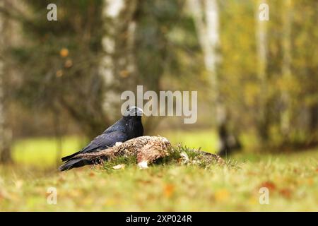 Schwarzer Rabe, corvus Corax, der sich dem toten Fasan nähert, der auf dem Boden liegt. Wilder Vogel mit dunklen Federn und massivem Schnabel auf einer grünen Wiese Stockfoto