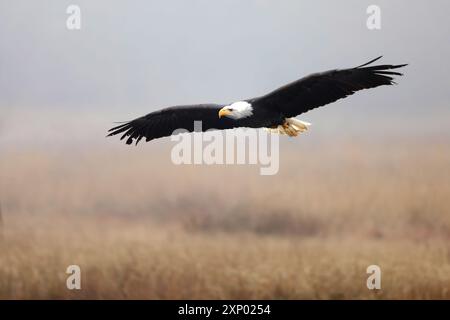 Weißkopfseeadler, Haliaeetus leucocephalus, fliegender Raubvogel vor herbstlichem Hintergrund, gelbes Gras und Wald. Homer, Alaska Stockfoto