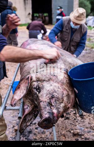 Traditionelle Schlachtung des mallorquinischen Schwarzen Schweins, Mallorca, Balearen, Spanien Stockfoto