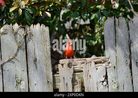 Kardinal auf Zaun Stockfoto