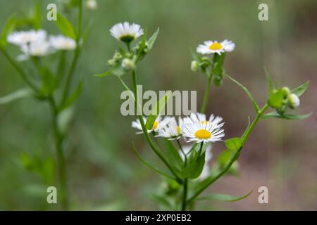 Kamillenblüte isoliert auf weißem Hintergrund. Kamillenmedikamente, Kräutermedizin. Set aus drei Kamillenblüten mit grünen Blättern. Stockfoto