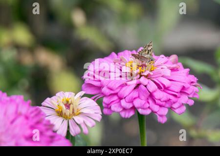 Geranium Bronze Schmetterling (Cacyreus marsalli) Fütterung auf einem Zinnia elegans Jacq. Rosa Blume in Italien Stockfoto