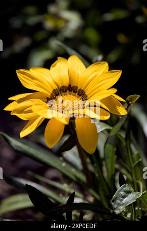 Gelbe Gazania blüht in einem englischen Garten Stockfoto