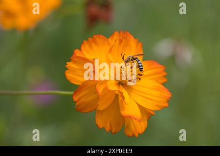 Garten Cosmos (Cosmos sulfureus Cav.) wächst und blüht in einem Garten in Italien Stockfoto