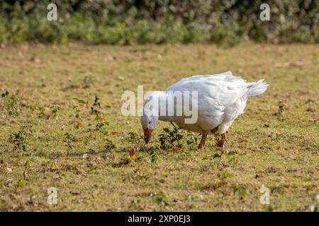 Domestizierte weiße Gans, die über die Weide wandern Stockfoto