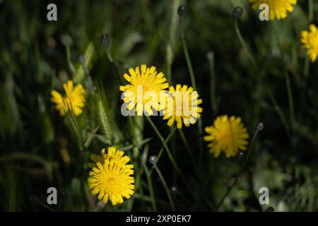 Herbst Hawkbit (Leontodon autumnalis) blühend in East Grinstead Stockfoto