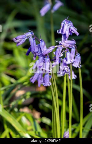 Ein Klumpen Bluebells blühend in der Frühlingssonne Stockfoto