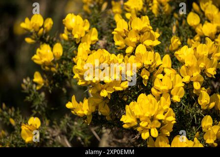 Der gewöhnliche Gorse (Ulex europaeus) platzt im Frühling in die Blüte Stockfoto