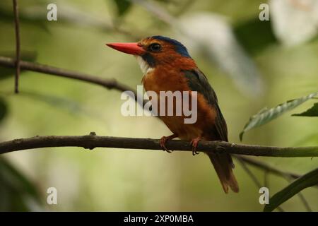 Der grüne eisvogel (Actenoides monachus) ist eine Vogelart aus der Familie der Alcedinidae, die in Nord-Sulawesi in Indonesien endemisch ist Stockfoto