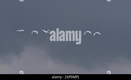 Herden von weiß gefärbten Singschwan (cygnus cygnus, auch gewöhnlicher Schwan) mit gelben Schnäbeln fliegen im Spätwinter an der Südküste Islands Stockfoto