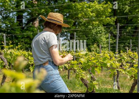 Winzerin Landarbeiterin, Frau mit braunem Haar, grauem T-Shirt, Jeans und Strohhut, die die Qualität ihrer Weinpflanzen überprüft Stockfoto