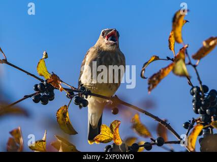 Ein junger Zedernwachs, der gerade dabei ist, eine große Beere von einem Schokoladenbaum zu schlucken, von dem er sich in der Herbstsaison ernährt. Stockfoto