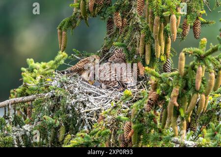 Falco tinnunkulus, weibliche adulte Vögel, die noch nicht flugbereit sind, im Nest junge Vögel füttern, Rheinland-Pfalz, Deutschland Stockfoto