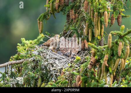 Falco tinnunkulus, weibliche adulte Vögel, die noch nicht flugbereit sind, im Nest junge Vögel füttern, Rheinland-Pfalz, Deutschland Stockfoto