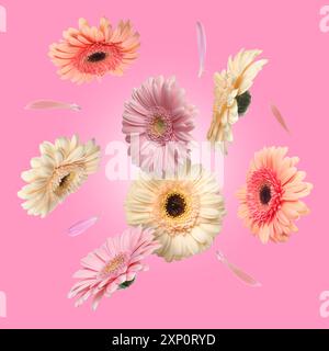 Bunte Gerbera-Blumen in der Luft auf rosa Hintergrund Stockfoto