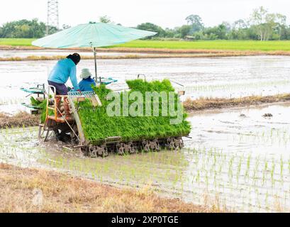 Landwirte Pflanzen Reis auf dem Feld mit einer Reisanbaumaschine. Agrartechnologie. Stockfoto