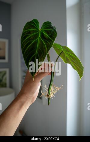 prayer plants Prayer Plant – Evans Flowers main image 0