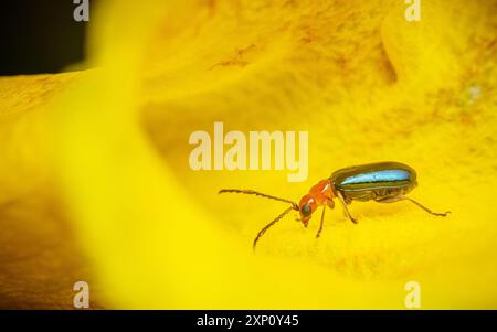 Criocerinae, glänzender Flohkäfer auf Blume und schwarzem Hintergrund Stockfoto