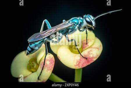 Ein Blauer Schlammkeil (Chalybion californium) auf Euphorbia milii Blume und Pollen im Gesicht, Insektenmakroskop in Thailand. Stockfoto