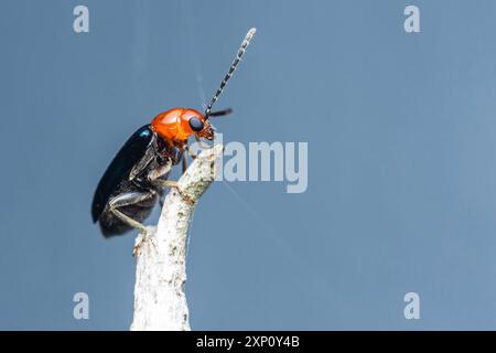 Glänzender Flohkäfer oder Kürbiskäfer auf Baumzweig und isoliertem Hintergrund. Stockfoto