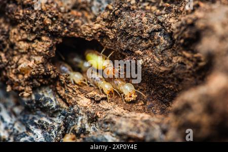 Nahaufnahme von Arbeitertermiten, die im Nest auf dem Waldboden wandern, Termiten, die in Schlammrohren wandern, kleine Termiten, selektiver Fokus. Stockfoto