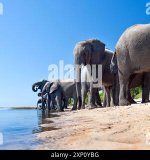 Gruppe afrikanischer Elefanten (Loxodonta africana), die am Ufer trinken. Es handelt sich um das größte lebende Landtier, dessen Stiere eine durchschnittliche Schulterhöhe von etwa 3,2 Metern erreichen. Sie sind ein soziales Säugetier, das in Herden aus Kühen und ihren Nachkommen reist, während Erwachsene Bullen in der Regel allein oder in kleinen männlichen Gruppen leben. Seit 2021 ist sie auf der Roten Liste der IUCN (International Union for Conservation of Nature) als gefährdet gelistet. Fotografiert am Chobe River in Botswana. Stockfoto