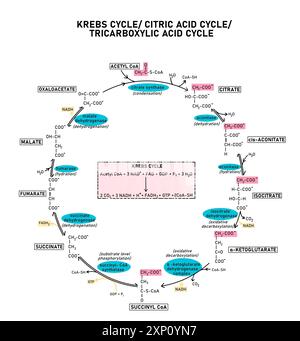 Krebszyklus, Illustration. Auch bekannt als Citronensäurezyklus oder Tricarbonsäurezyklus (TCA-Zyklus), ist dies eine Schleife von Reaktionen, die in der Matrix der Mitochondrien eukaryotischer Zellen stattfinden. Stockfoto