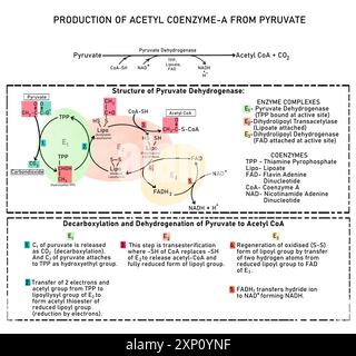 Umwandlung von Pyruvat in Acetyl-Coenzym A, Illustration. Pyruvat wird in der mitochondrialen Matrix durch eine oxidative Decarboxylierungsreaktion, katalysiert durch eine Enzymkomplex-Pyruvat-Dehydrogenase, in Acetyl CoA umgewandelt. Die Katalyse erfolgt durch Substratkanalisierung, bei der das Substrat das Enzym während der Reaktion nicht verlässt. Stockfoto