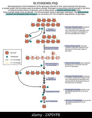 Glykogenolyse, Illustration. Glykogenolyse ist der Abbau von Glykogen (gespeichert in Leber und Muskeln) in Glucose-1-Phosphat, einem einfachen Zucker, den der Körper zur Energiegewinnung verwendet. Stockfoto