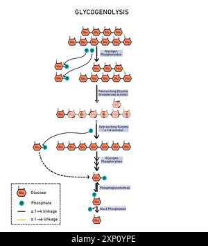 Glykogenolyse, Illustration. Glykogenolyse ist der Abbau von Glykogen (gespeichert in Leber und Muskeln) in Glucose-1-Phosphat, einem einfachen Zucker, den der Körper zur Energiegewinnung verwendet. Stockfoto