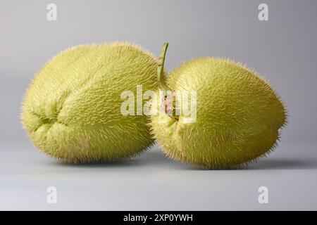 Stachelige oder stachelige Chayote isolierter grauer Hintergrund Nahansicht, birnenförmige essbare Früchte mit grüner Haut, Grundnahrungsmittel, die in traditionellen Gerichten verwendet werden Stockfoto