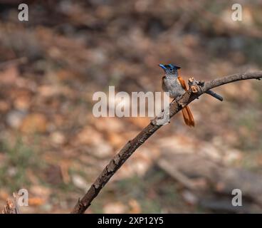 Paradies Fliegenfänger weiblicher Vogel Stockfoto