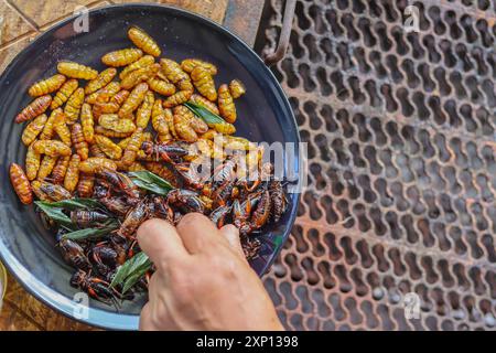 Knusprige Insekten werden auf schwarzen Keramikplatten serviert, die auf Tischen aus Stahlrosten platziert werden, und frittierte Insekten sind ein beliebtes Essen, kombiniert mit alkoholischem Be Stockfoto