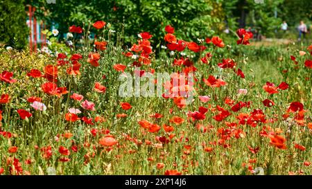 Eine krautige Pflanze mit auffälligen Blüten, milchsaft und abgerundeten Samenkapseln. Alkaloide und sind eine Quelle von Medikamenten wie Morphin Stockfoto