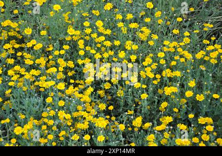 Ein Garten voller Wollsonnenblumen (Eriophyllum lanatum) Stockfoto