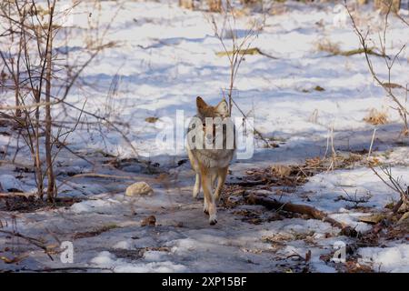 Der Kojote (Canis latrans) im Winter. Er ist bekannt als der amerikanische Schakal, Präriewolf oder Pinselwolf, eine in Nordamerika heimische Hundeart. Stockfoto
