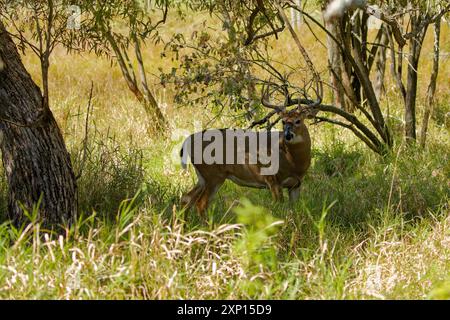 Der Wildschwanzhirsch oder Virginia-Hirsch (Odocoileus virginianus) im State Park in Wisconsin Stockfoto