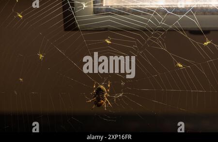 Spider mit eingeschlossenen Insekten in idealer Lage, neben Licht auf der wenig benutzten Fußgängerzone an der Wonhyo Bridge, Seoul, Südkorea Stockfoto