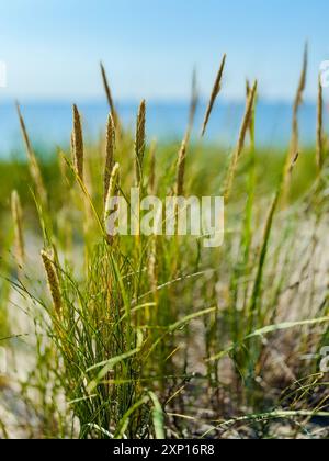 Ruhige Strandszene mit Nahaufnahme von wildem Gras mit Ozean und Himmel im Hintergrund, die eine ruhige und friedliche Atmosphäre schaffen Stockfoto