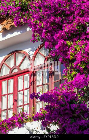 Bougainvillea, Conil de la Frontera, Andalusien, Spanien Stockfoto