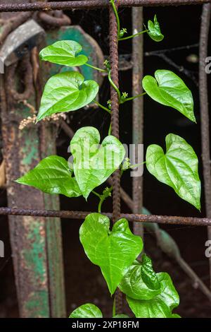 Schwarze Bryonie (Dioscorea communis = Tamus communis), Dioscoreaceae. Mehrjähriges Kletterkraut, wilde Pflanze, unbedeutende Blüten. Stockfoto