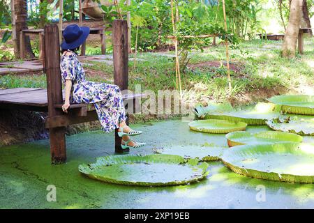Frau, die an der Uferpromenade von Victoria Amazonica entspannen, große Wasserlilienpads, die auf einem mit Duckweed bedeckten Teich schwimmen Stockfoto