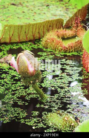 Stachelige Victoria Amazonica Blütenknospe wächst an einem großen Lilienblock in einem Teich Stockfoto