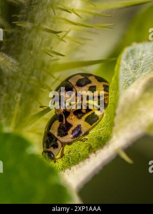 Nahaufnahme der gelben asiatischen Marienkäfer, die sich unter Gartenblättern paaren Stockfoto