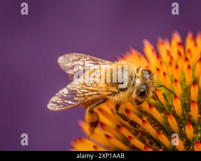 Nahaufnahme einer Echinacea-Blüten bestäubenden Honigbiene Stockfoto